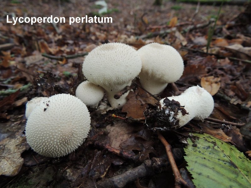 Lycoperdon perlatum-amf1919-1.jpg - Lycoperdon perlatum ; Syn: Lycoperdon gemmatum ; Nom français: Vesse de loup perlée